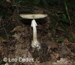 Osoblažsko, muchomůrka zelená